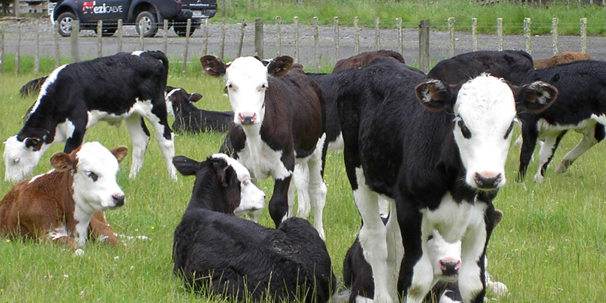 Ezicalve sired calves add value to your milk cheque